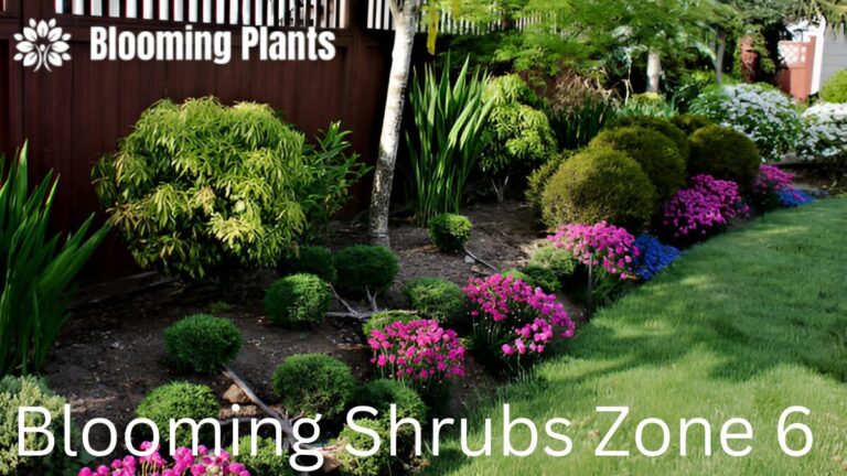 Beautiful blooming shrubs thriving in Zone 6 garden, showcasing vibrant colors and lush foliage.