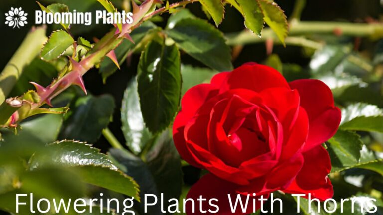 Flowering Plants With Thorns