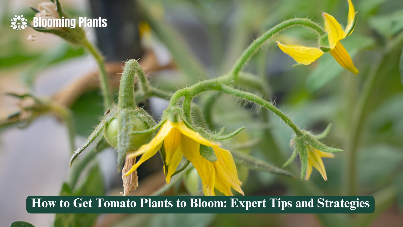 How to Get Tomato Plants to Bloom