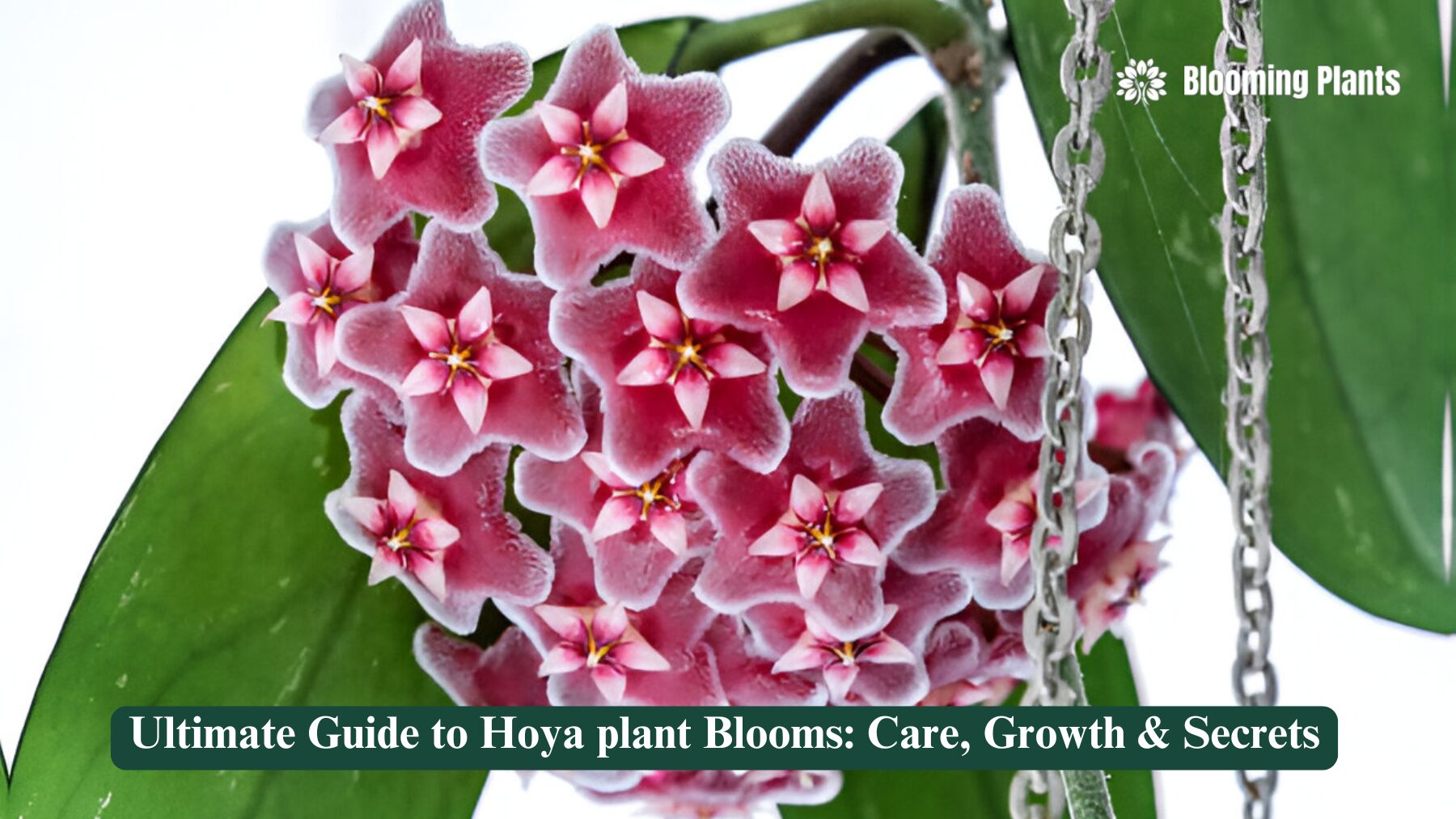hoya plant blooms