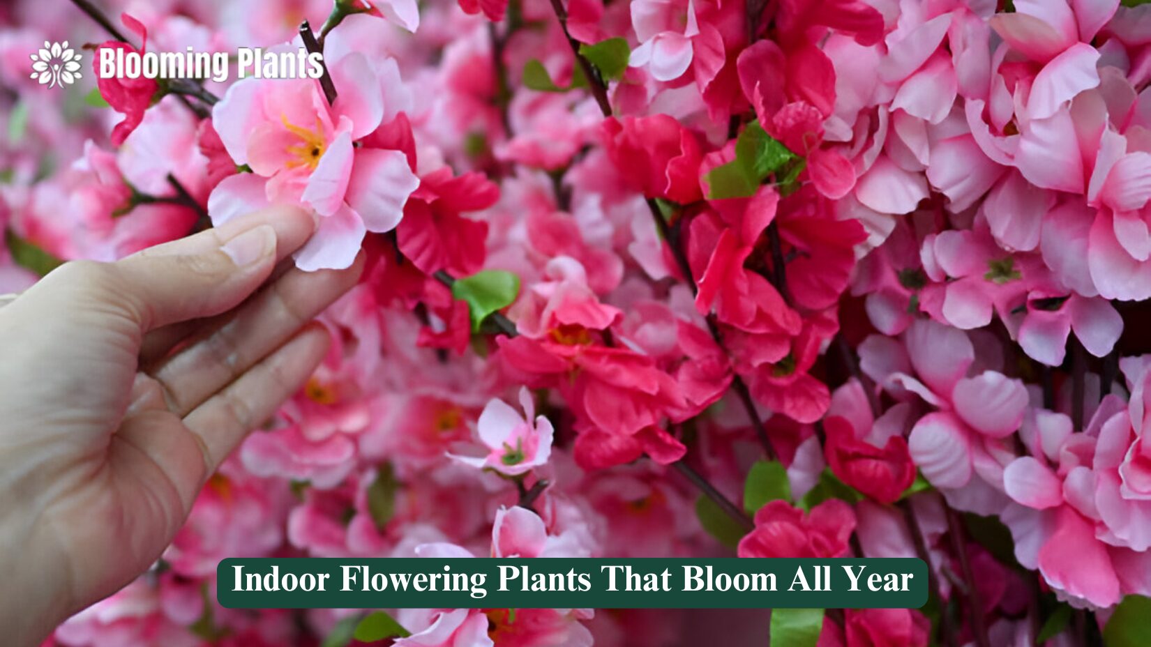 Indoor Flowering Plants That Bloom All Year