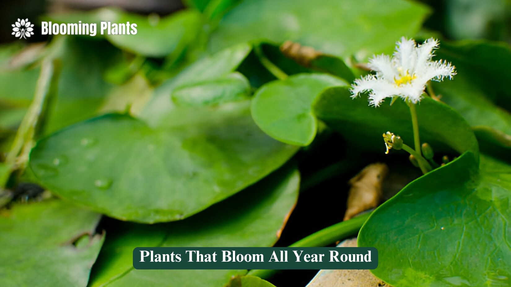 Plants That Bloom All Year Round
