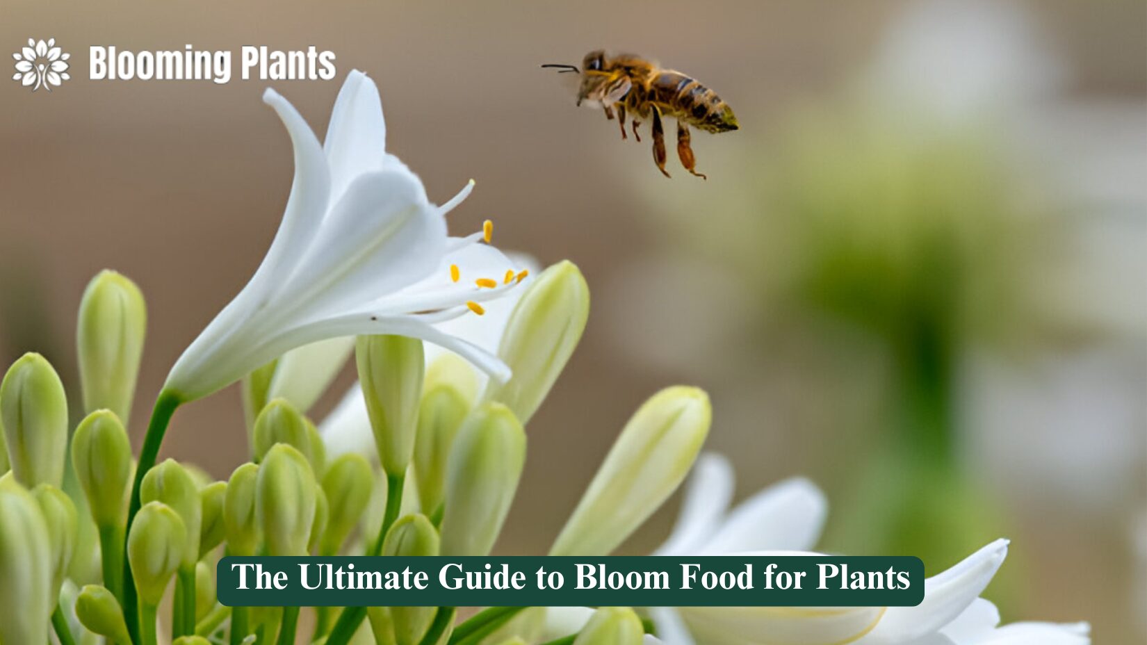 bloom food for plants