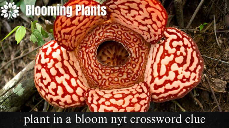 plant in a bloom nyt crossword clue