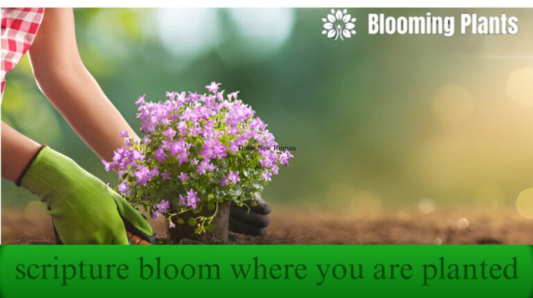 scripture bloom where you are planted