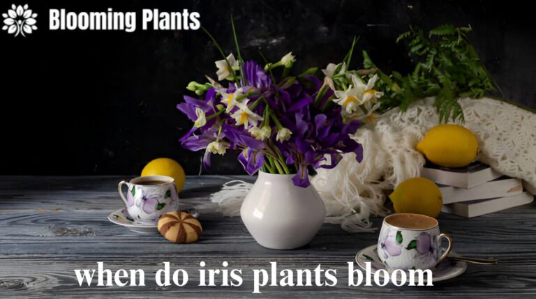 when do iris plants bloom