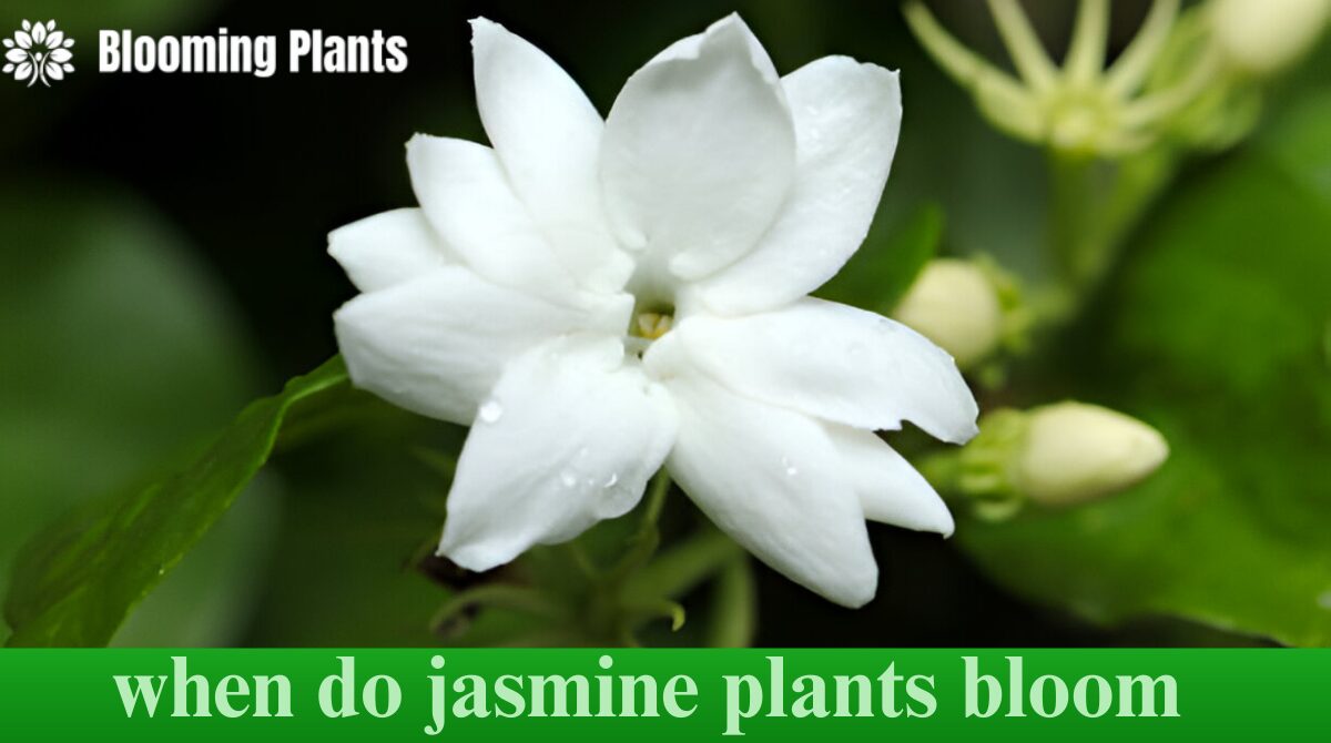 when do jasmine plants bloom