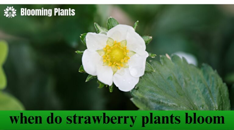 when do strawberry plants bloom