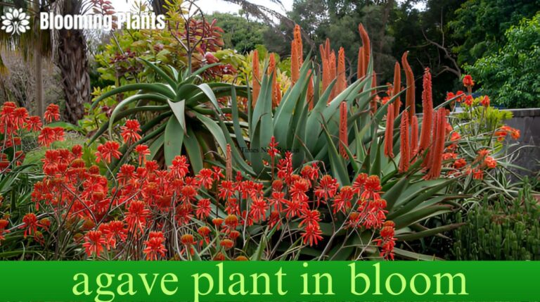 agave plant in bloom