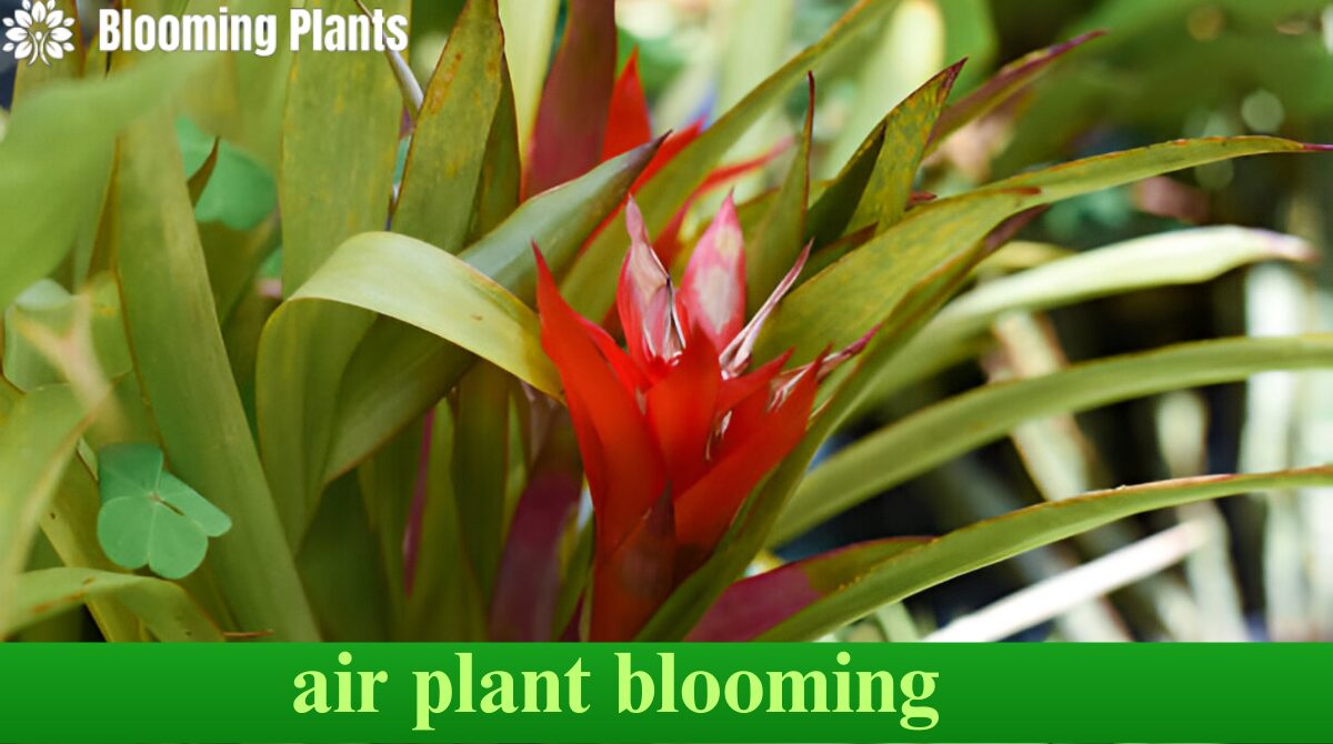 air plant blooming