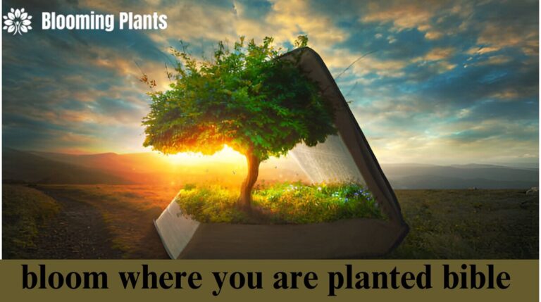 bloom where you are planted bible