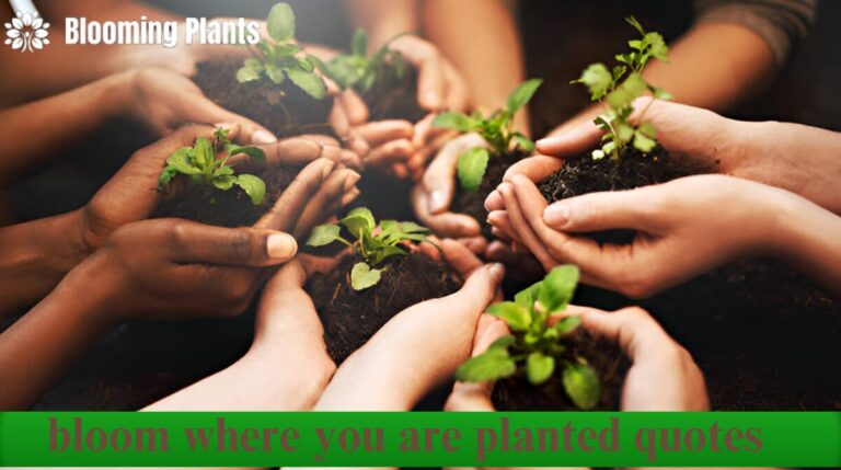 bloom where you are planted quotes