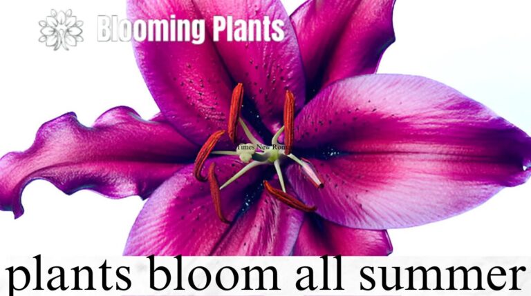 plants bloom all summer