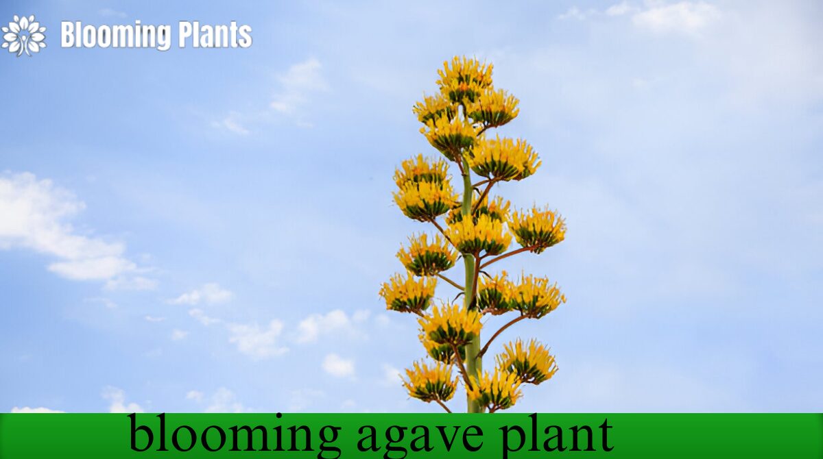 blooming agave plant