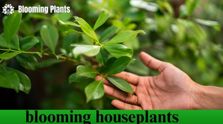 blooming houseplants