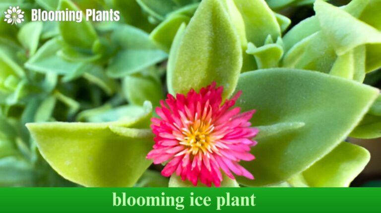 blooming ice plant