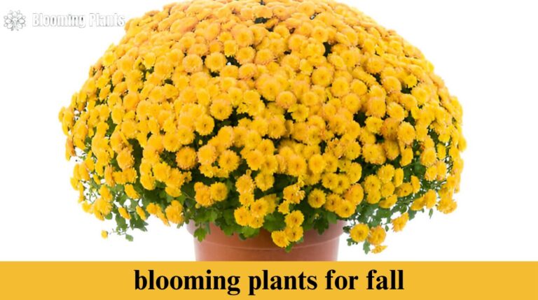 blooming plants for fall