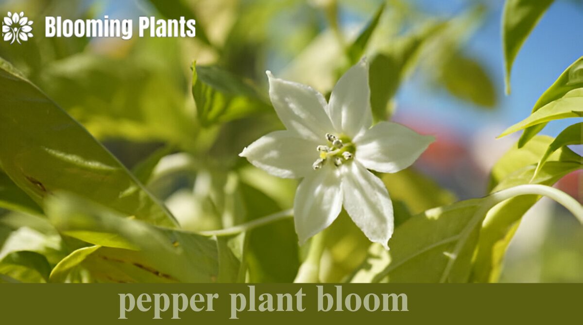 pepper plant bloom