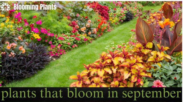 plants that bloom in september