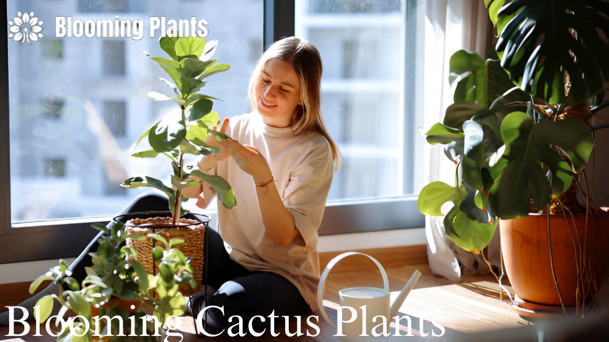 Blooming Cactus Plants