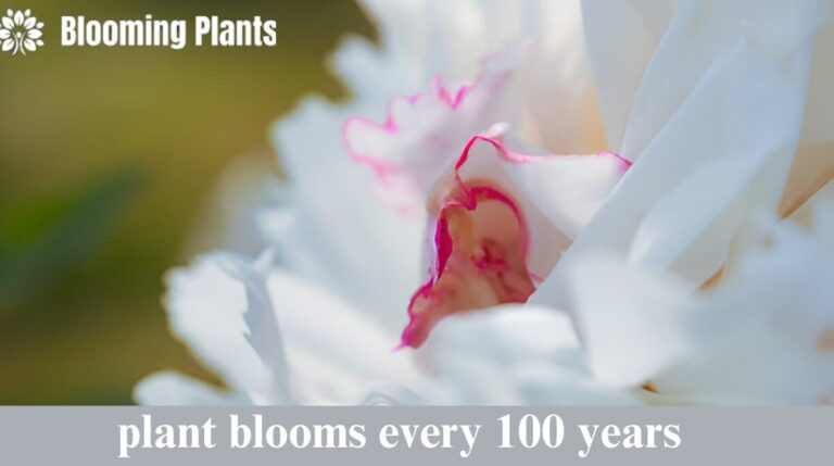 plant blooms every 100 years