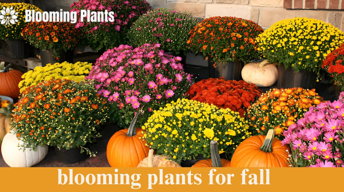 blooming plants for fall