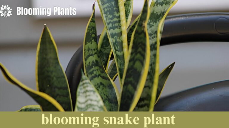 blooming snake plant