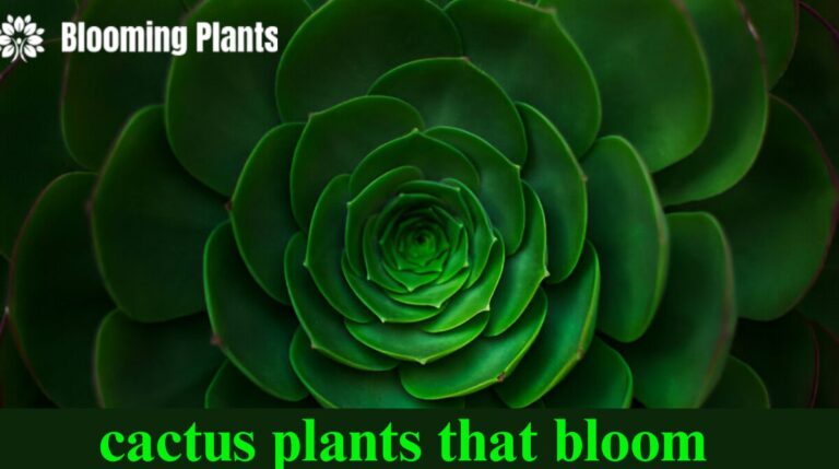 cactus plants that bloom