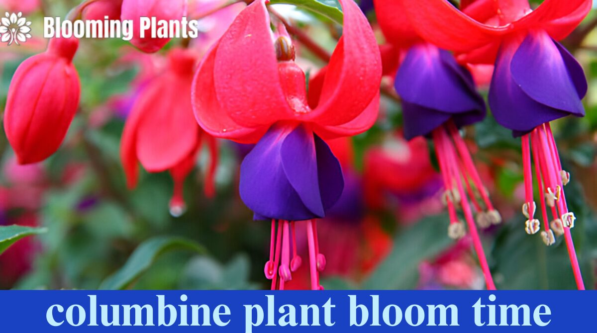 columbine plant bloom time