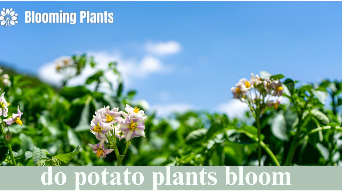 do potato plants bloom