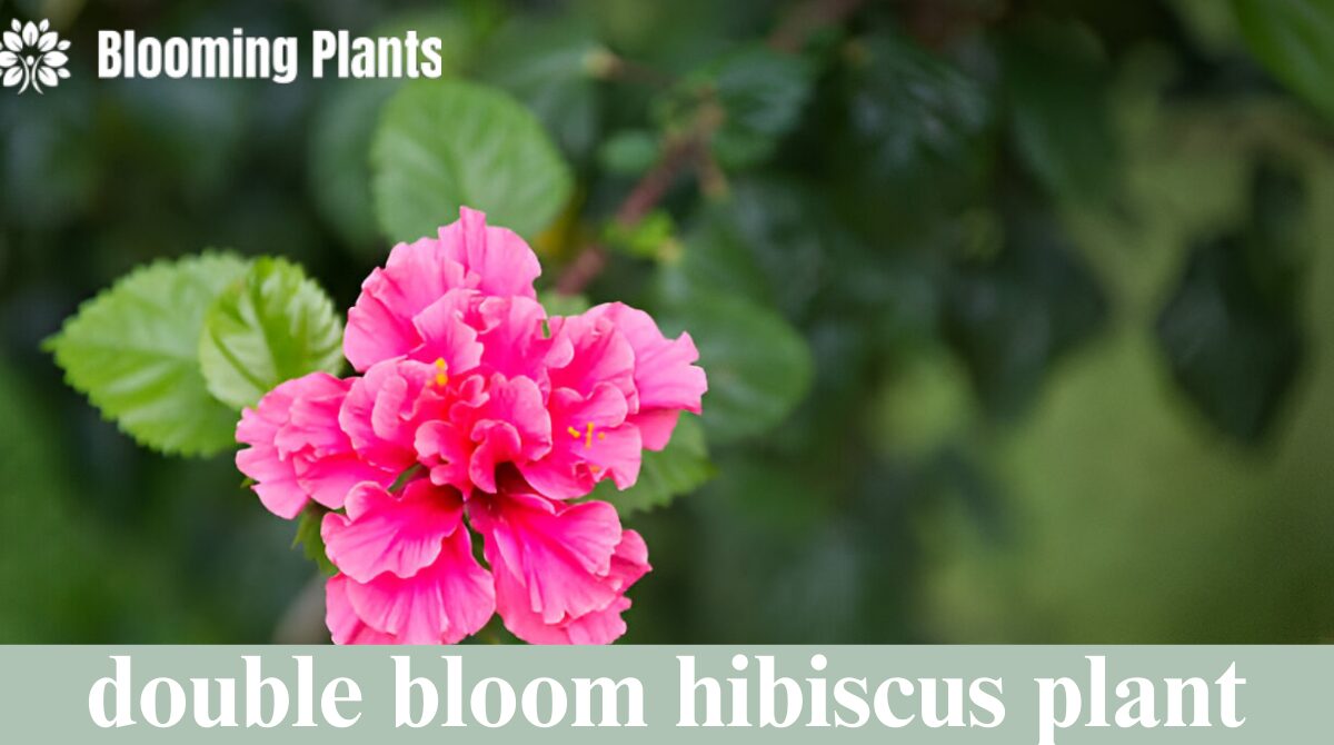 double bloom hibiscus plant