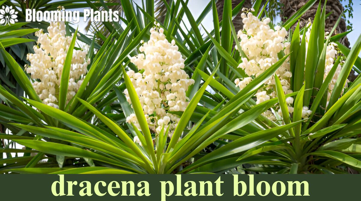 dracena plant bloom