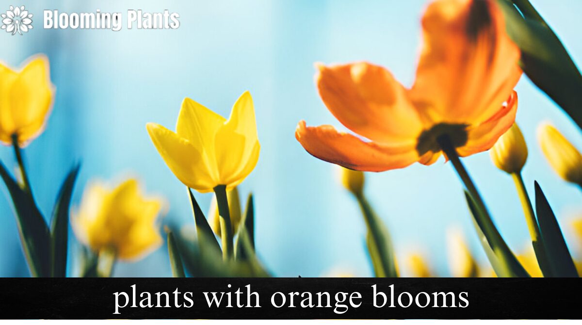 plants with orange blooms