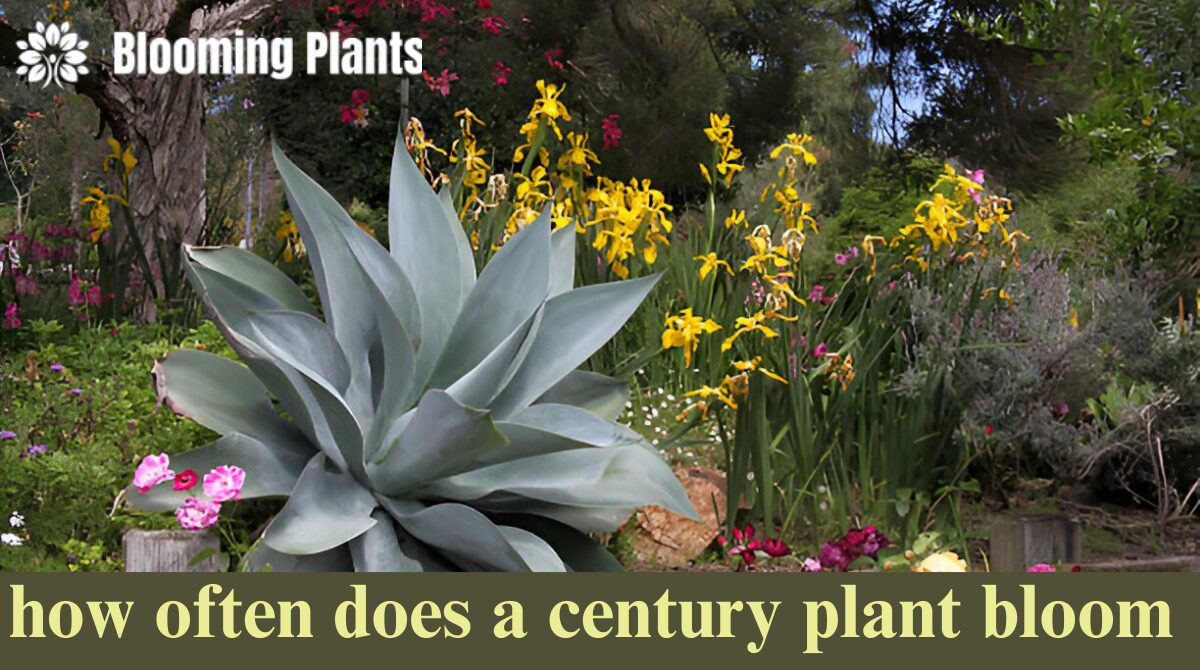 how often does a century plant bloom