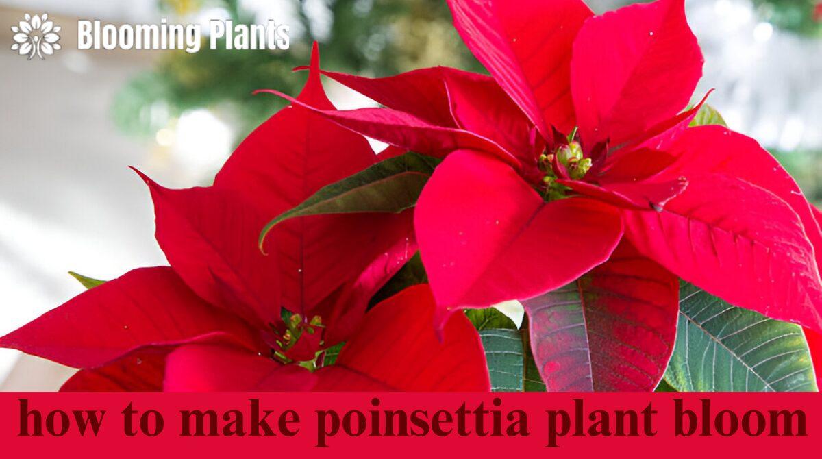 how to make poinsettia plant bloom