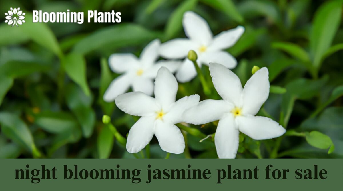 night blooming jasmine plant for sale