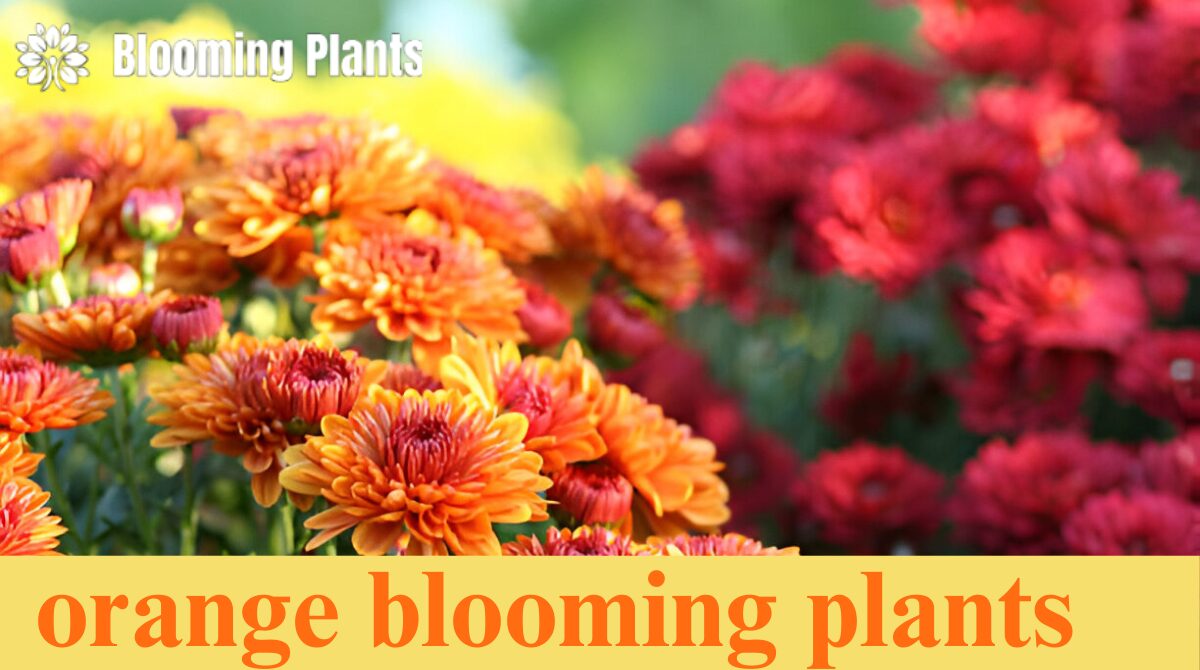 orange blooming plants