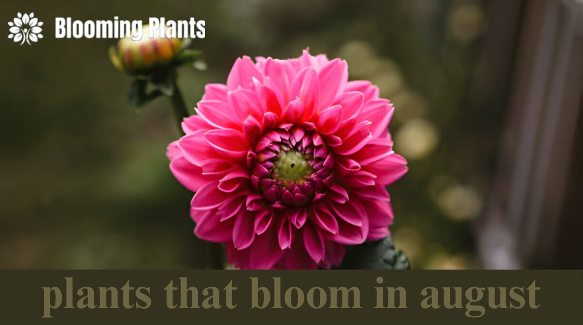 plants that bloom in august