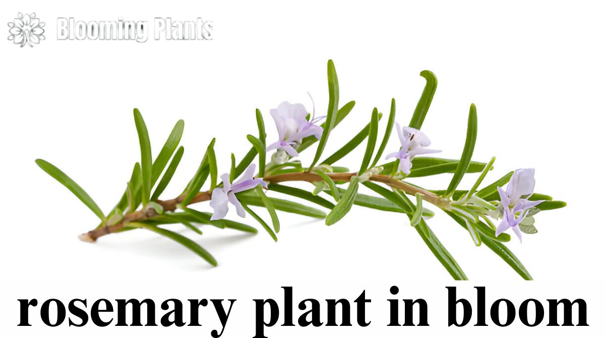 rosemary plant in bloom