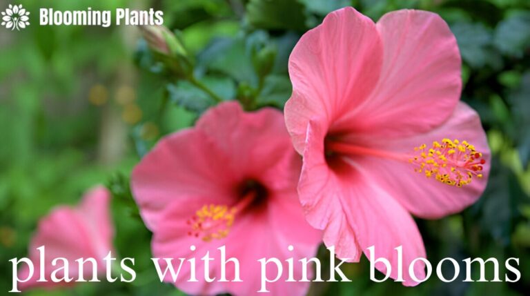 plants with pink blooms