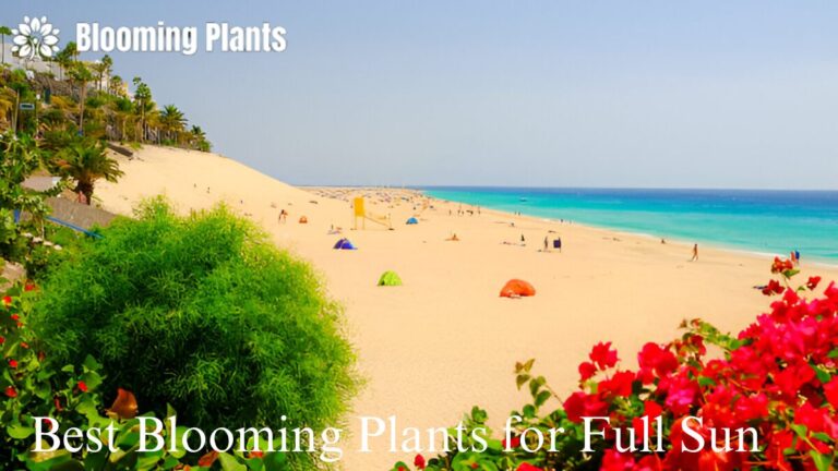 Best Blooming Plants for Full Sun