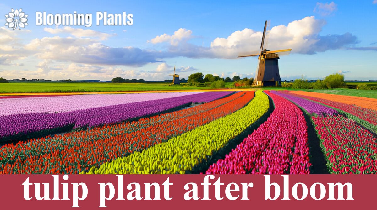 tulip plant after bloom