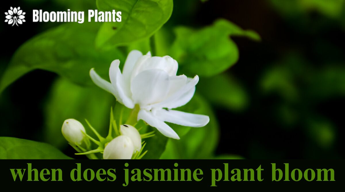 when does jasmine plant bloom