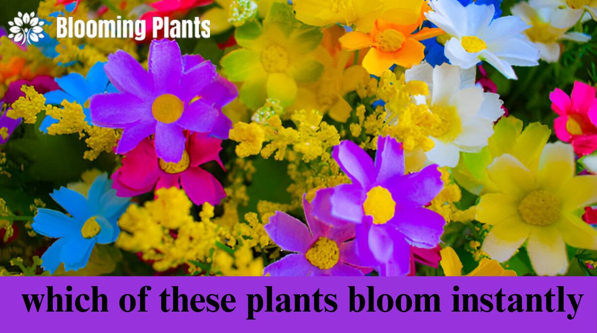 which of these plants bloom instantly