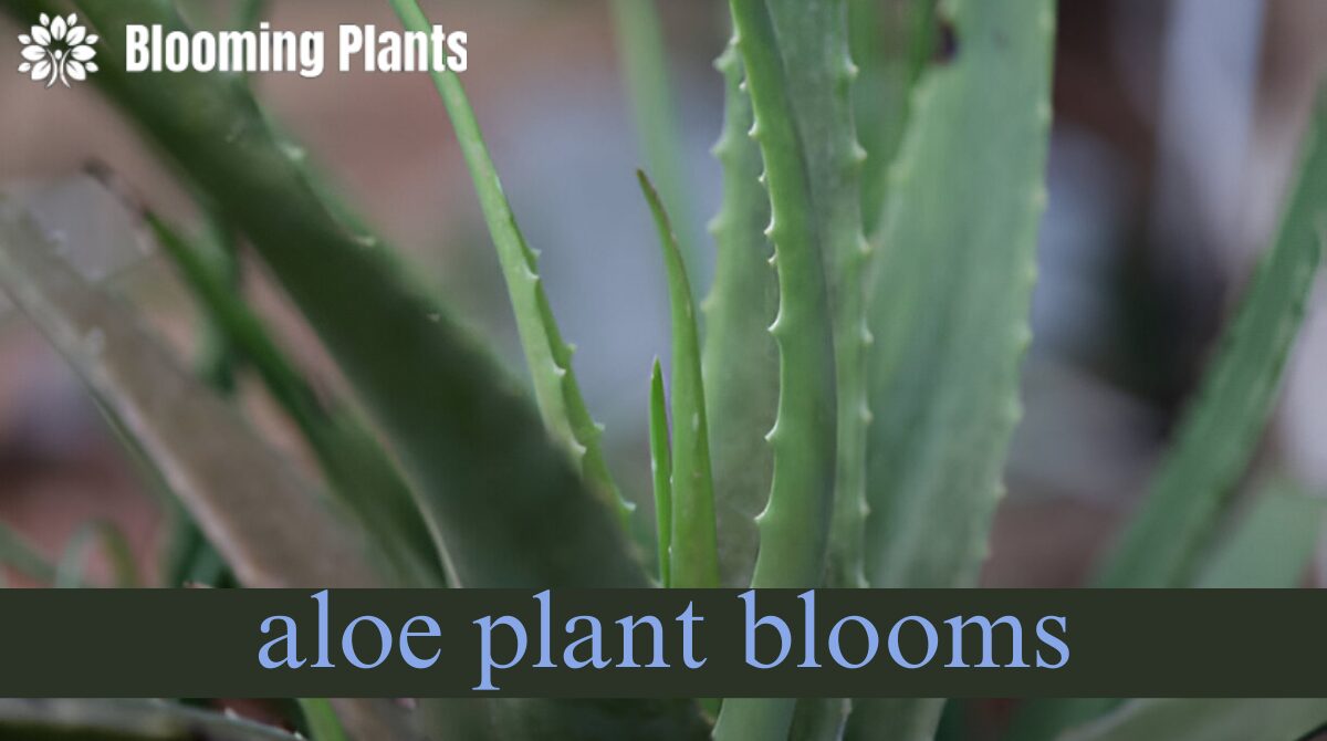 aloe plant blooms