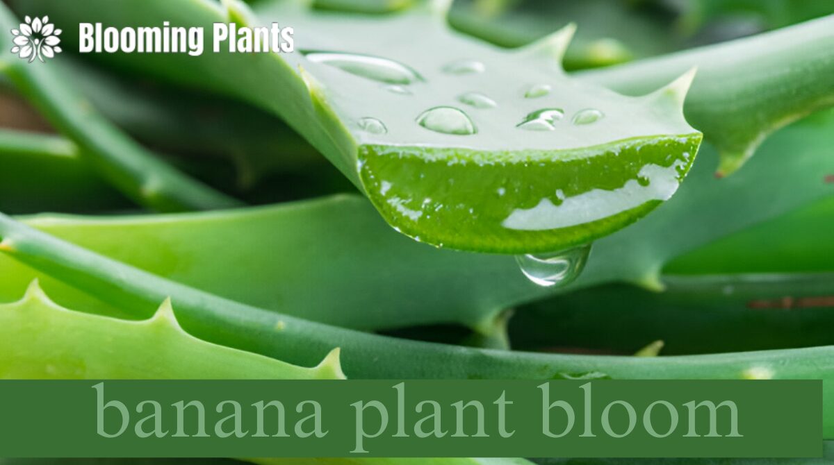 banana plant bloom