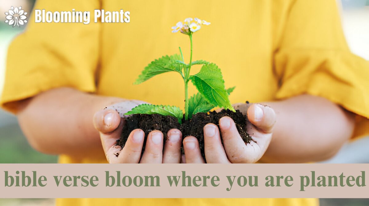 Bloom Where You Are Planted