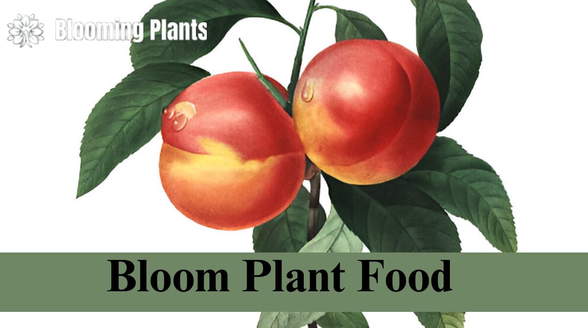 Bloom Plant Food