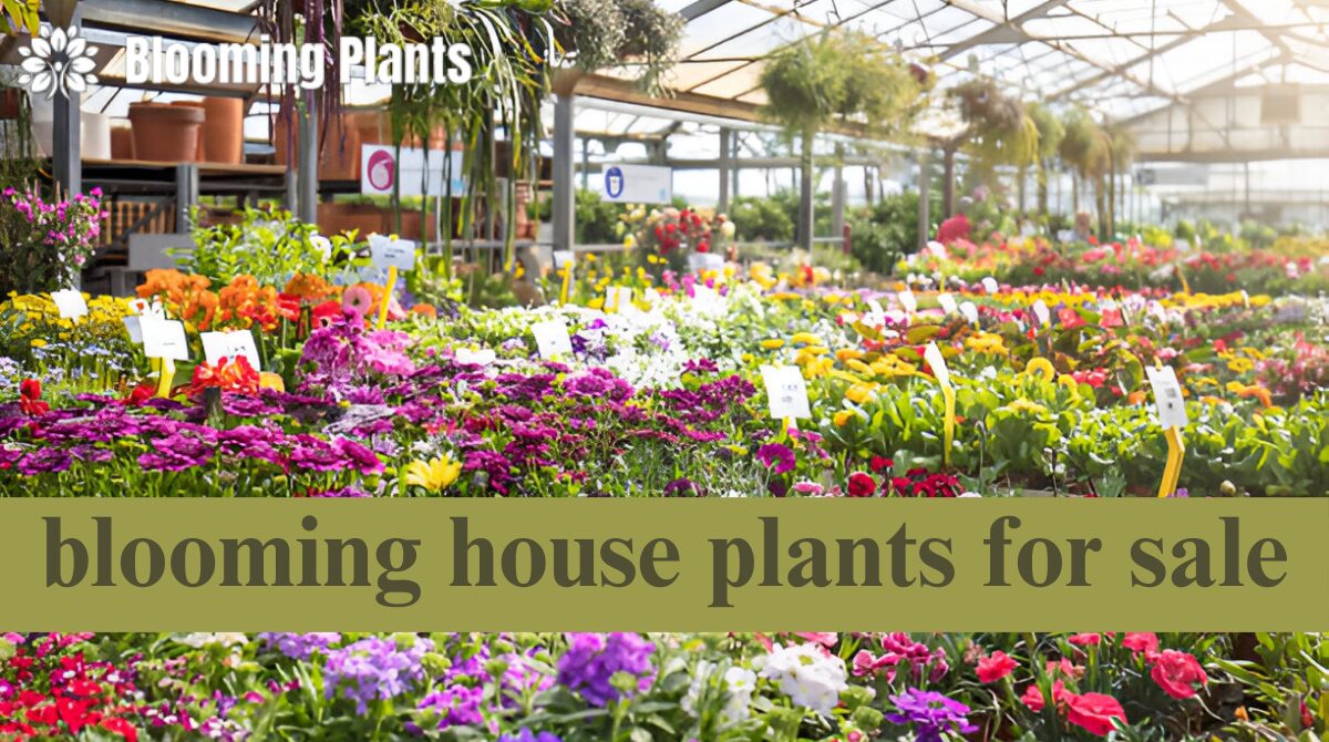 blooming house plants for sale
