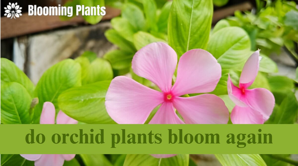 do orchid plants bloom again